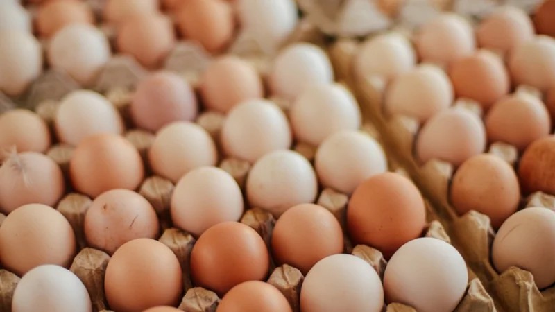 World Egg Day 2026 highlights nutrition